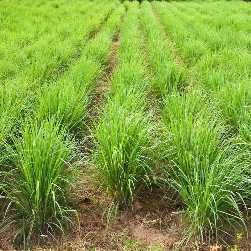 Lemon Grass from Kenya